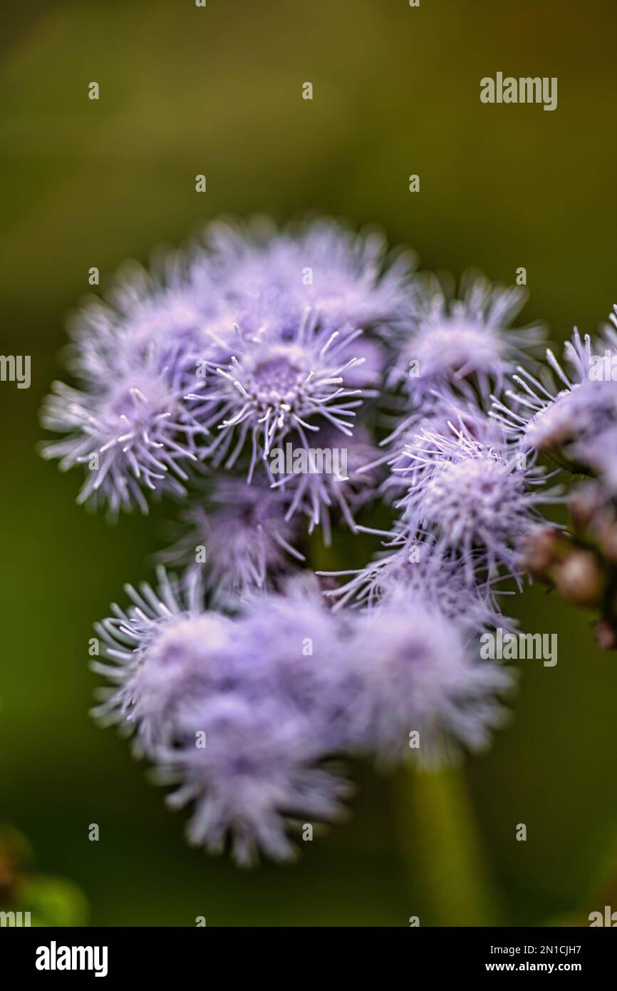 photo macro d'une fleur tropicale avec des pétales délicats qui ressemblent davantage à une vue microscopique de la créature marine Banque D'Images