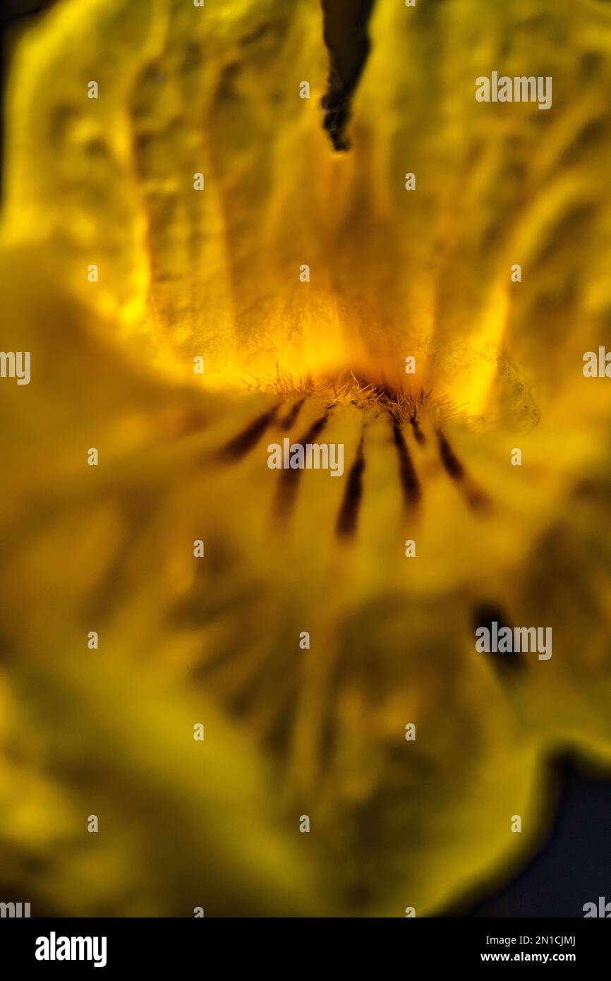 l'intérieur d'une fleur jaune de cassia yonds yiney fibors attendant de chatouiller quiconque entre Banque D'Images