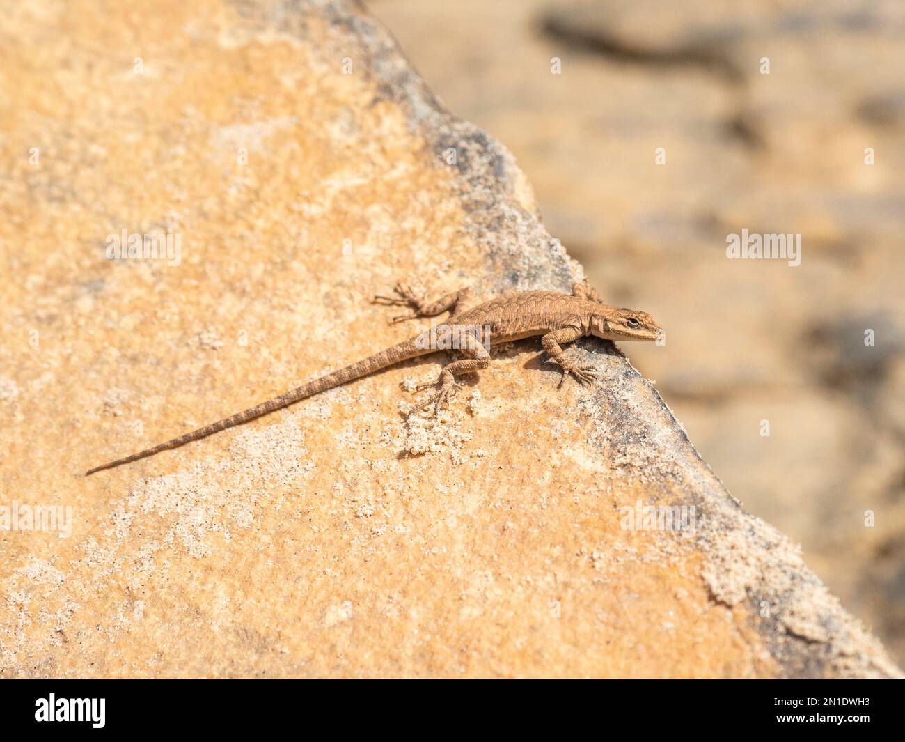 Un lézard d'arbre orné pour adultes (Urosaurus ornatu), se prélassant au soleil dans le parc national du Grand Canyon, Arizona, États-Unis d'Amérique, Amérique du Nord Banque D'Images