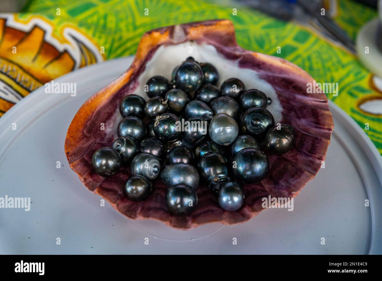 Perles noires sur la ferme des perles, village de Rikitea, Mangareva, archipel de Gambier, Polynésie française, Pacifique Sud, Pacifique Banque D'Images