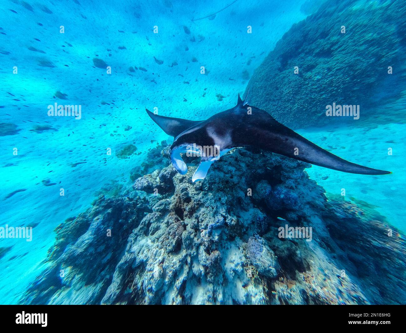 Manta Ray (Mobula), Maupiti, Iles de la Société, Polynésie française, Pacifique Sud, Pacifique Banque D'Images