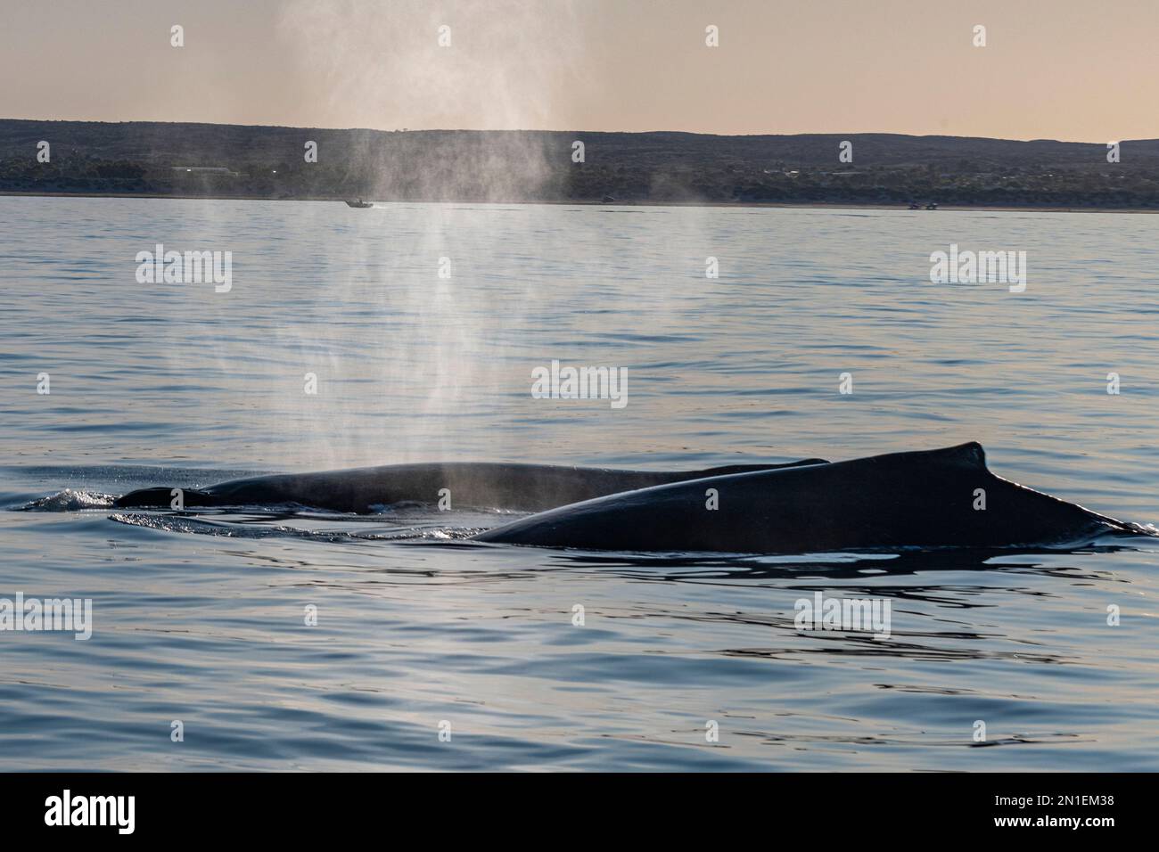 Baleines à bosse (Megaptera novaeangliae), récif de Ningaloo, site classé au patrimoine mondial de l'UNESCO, Exmouth, Australie occidentale, Australie, Pacifique Banque D'Images