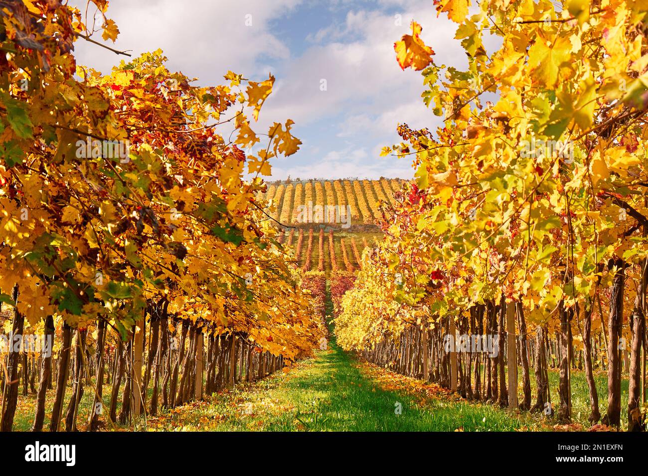 Vignobles jaunes, lignes convergentes d'un point de vue bas, Italie, Europe Banque D'Images