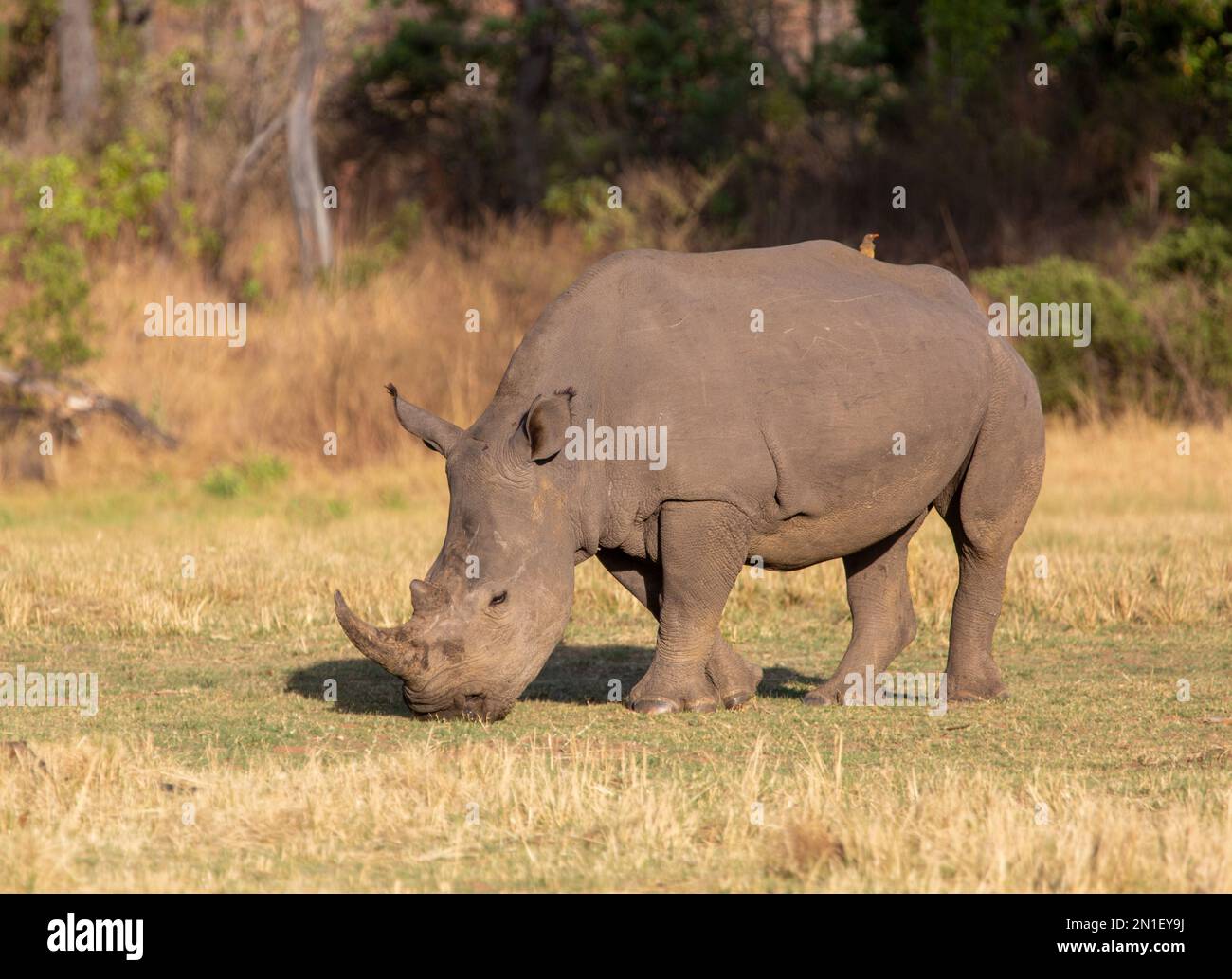 Rhinocéros, réserve de gibier de Welgevonden, Limpopo, Afrique du Sud, Afrique Banque D'Images