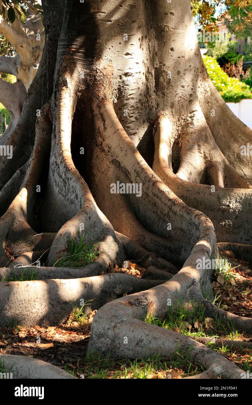 Figuier de Moreton Bay ( Ficus macrophyllia ), Perth, Australie occidentale Banque D'Images