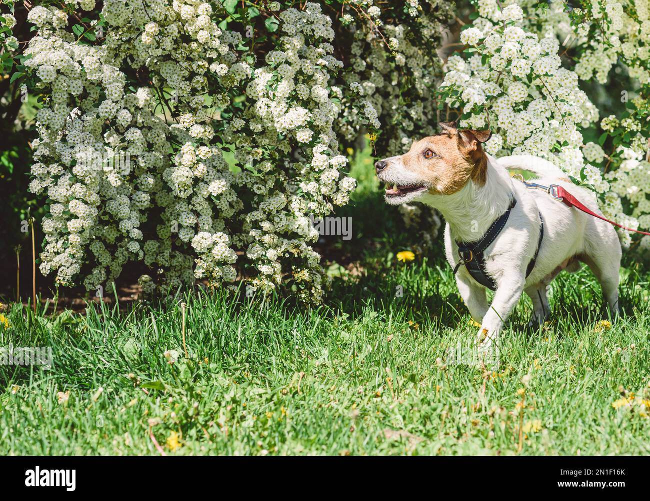 Le jour du printemps, un heureux chien marche en plomb dans le parc avec des fleurs de brousse et des fleurs blanches en arrière-plan Banque D'Images