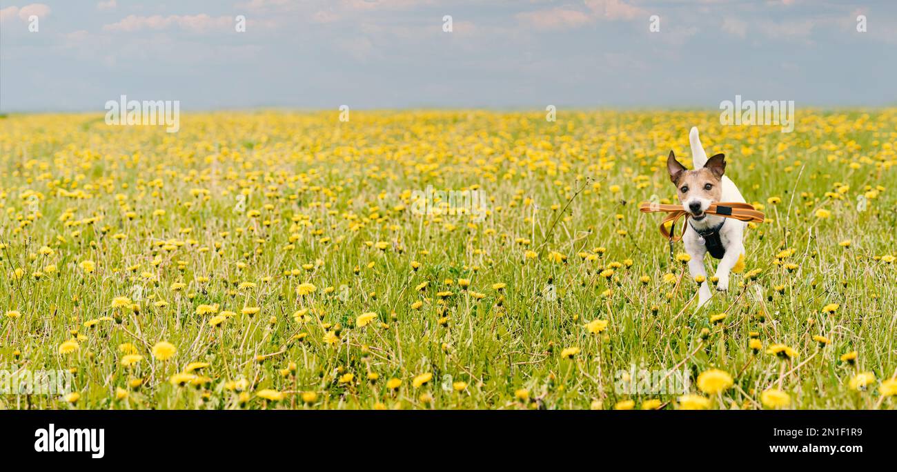 Le printemps est un arrière-plan panoramique avec un chien tenant dans la bouche sa laisse qui traverse un champ fleuri de fleurs de pissenlits jaunes Banque D'Images