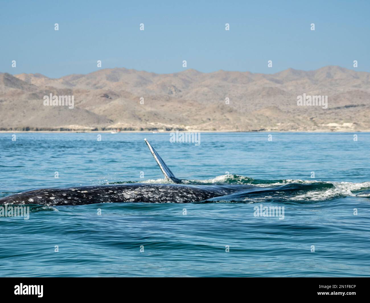 Baleines grises adultes (Eschrichtius robustus), exposition de navires d'audience dans la baie de Magdalena, sur la péninsule de Baja, en Californie du Sud, au Mexique, en Amérique du Nord Banque D'Images