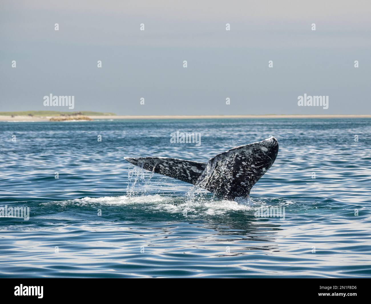 Baleine grise adulte (Eschrichtius robustus), plongée en bouteille dans la baie de Magdalena, sur la péninsule de Baja, Baja California sur, Mexique, Amérique du Nord Banque D'Images