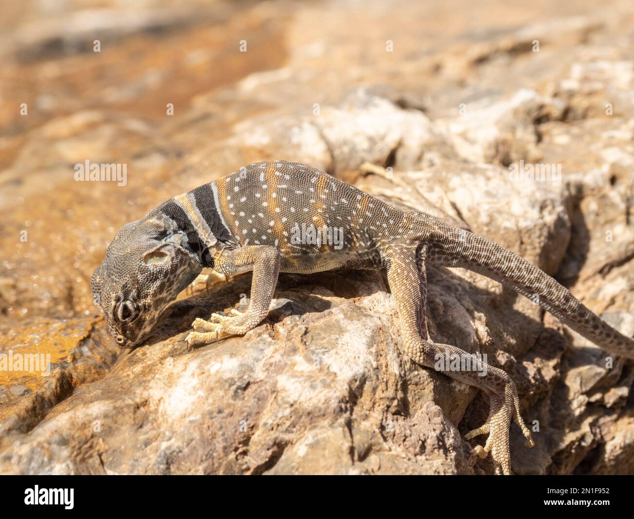 Lézard à collier dans le désert (Crotaphytus bicinctores), sentier du canyon de la mosaïque, parc national de la Vallée de la mort, Californie, États-Unis d'Amérique, Amérique du Nord Banque D'Images