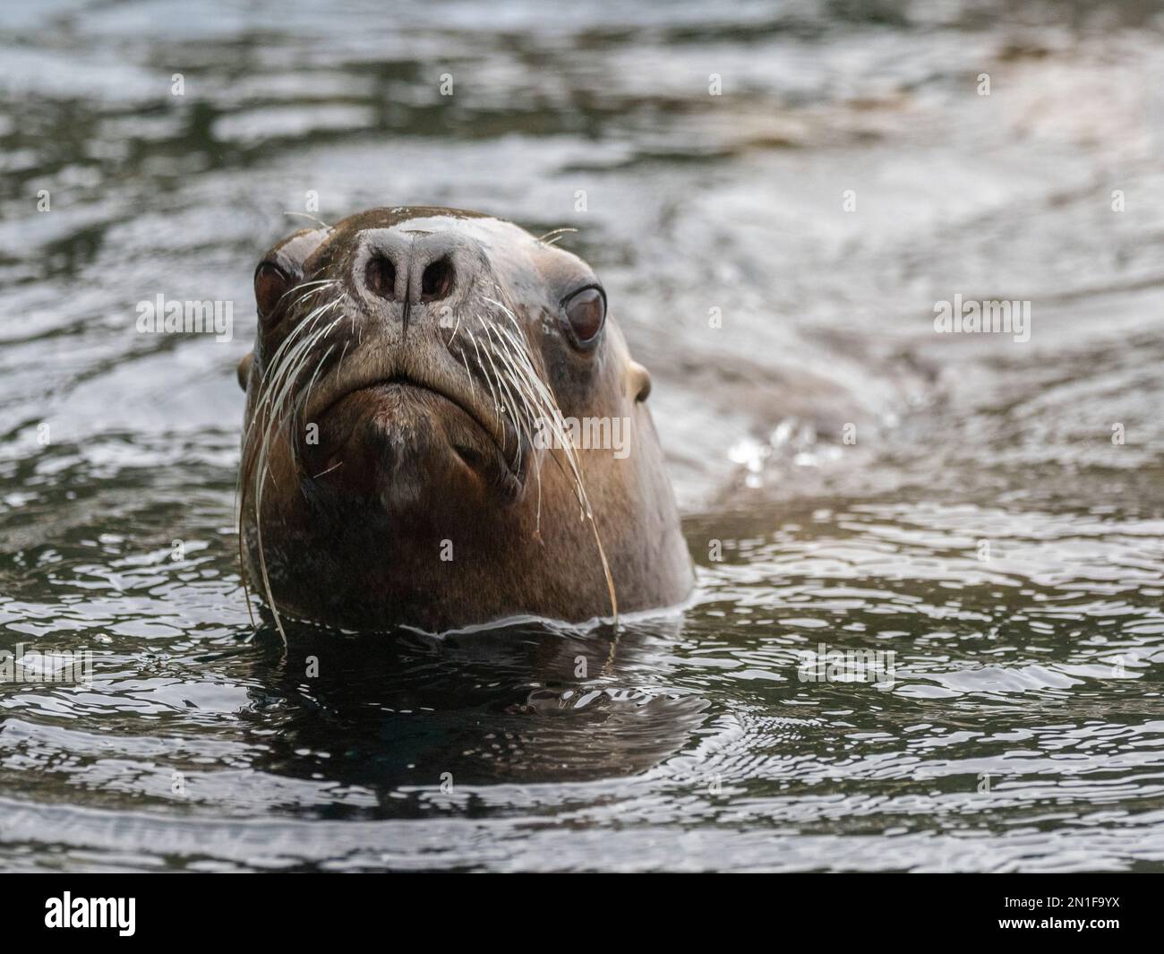 Lion de mer adulte d'Amérique du Sud (Otaria flavescens), baignade dans la baie de Lapataya, Tierra del Fuego, Argentine, Amérique du Sud Banque D'Images