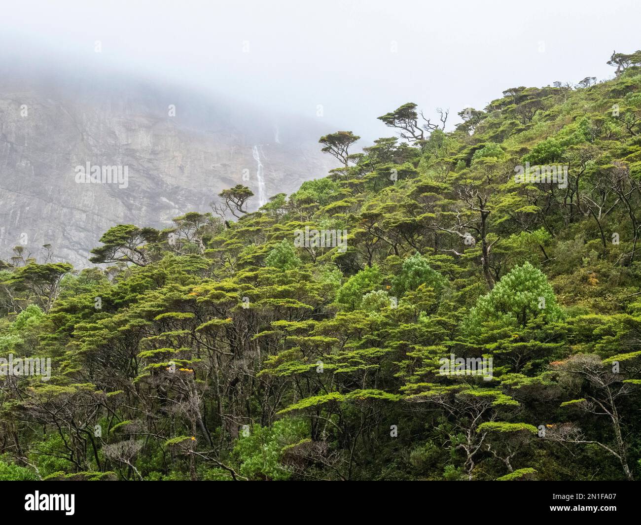 Vue sur une chute d'eau et la forêt de Notofagus à Caleta Capitan Canepa, Isla Estado (Isla de Los Estados), Argentine, Amérique du Sud Banque D'Images