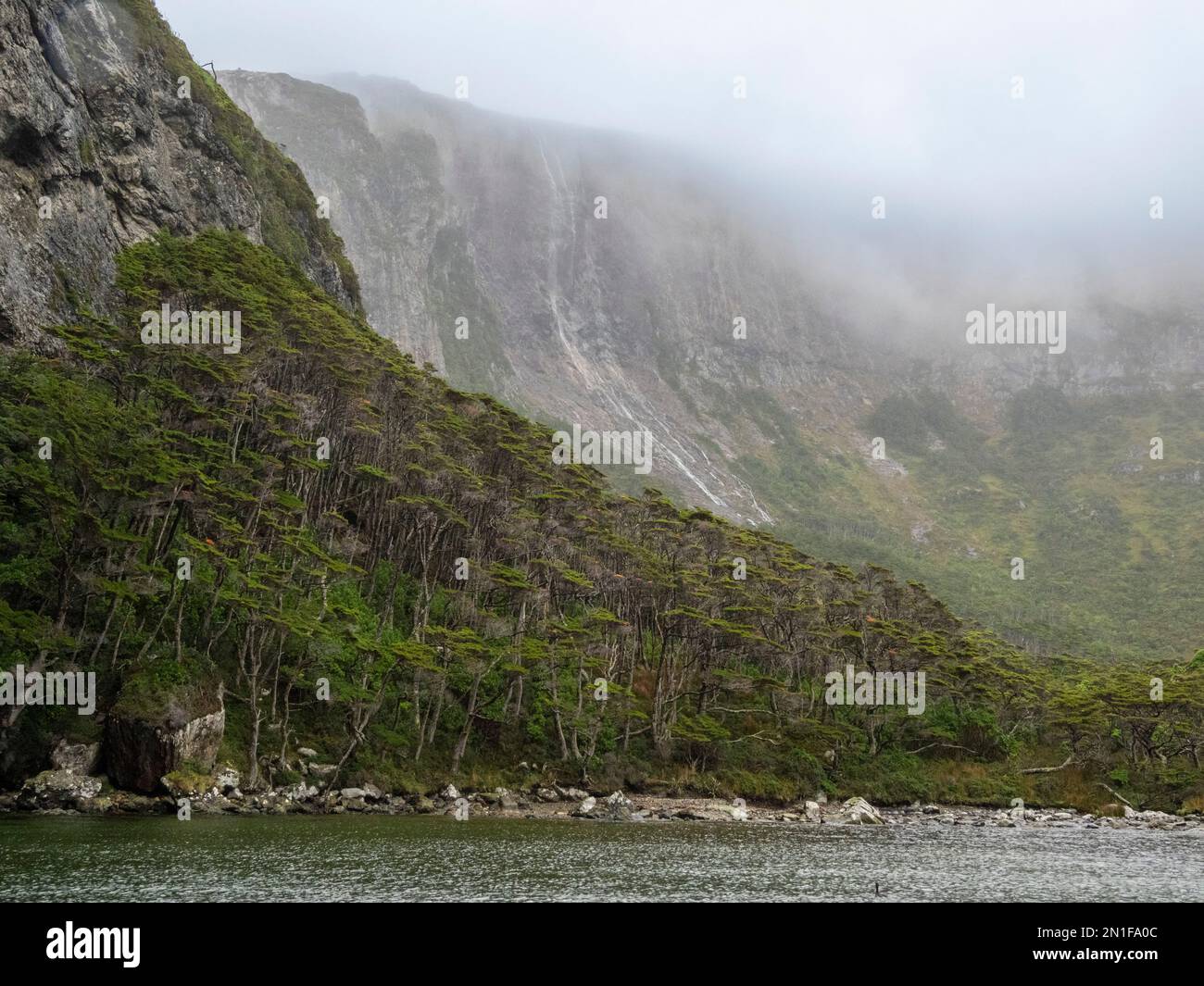 Vue sur une chute d'eau et la forêt de Notofagus à Caleta Capitan Canepa, Isla Estado (Isla de Los Estados), Argentine, Amérique du Sud Banque D'Images