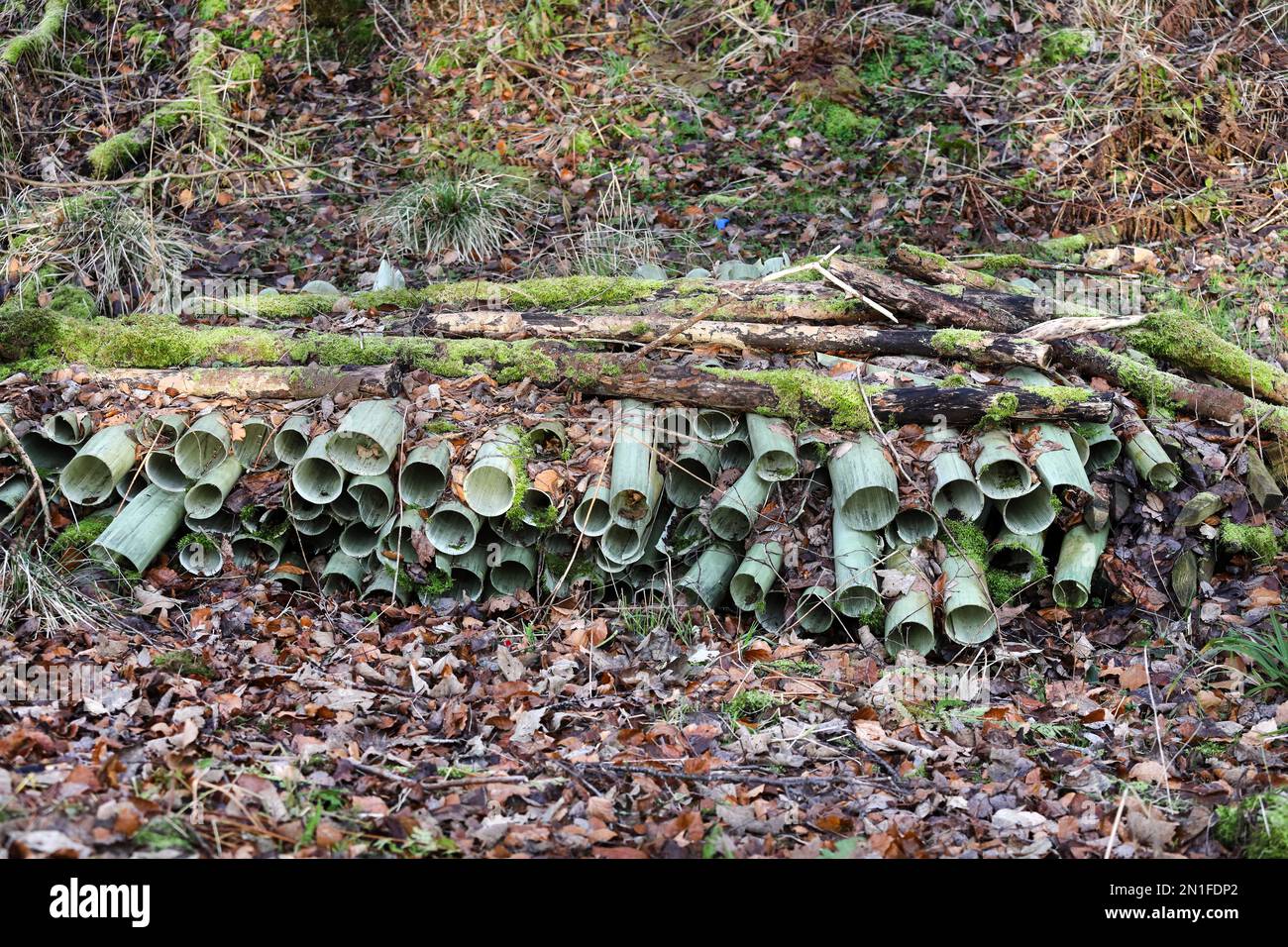 Protections d'arbre en plastique utilisées à gauche dans une forêt, Royaume-Uni Banque D'Images