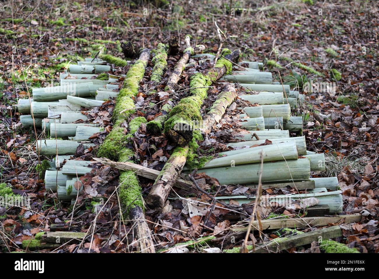 Protections d'arbre en plastique utilisées à gauche dans une forêt, Royaume-Uni Banque D'Images