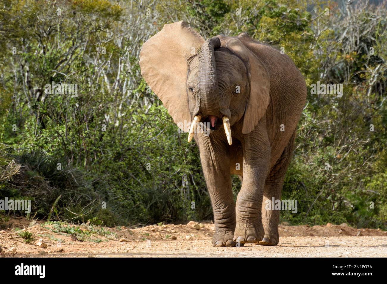 Bébé éléphant avec peu de défenses et tronc levé Banque D'Images
