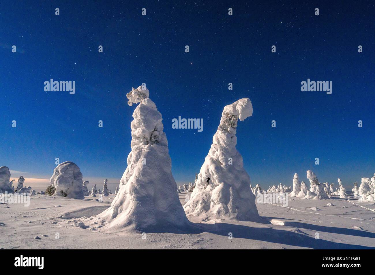 Clair de lune dans le ciel étoilé d'hiver au-dessus d'arbres gelés couverts de neige, Parc national de Riisitunturi, Posio, Laponie, Finlande, Europe Banque D'Images