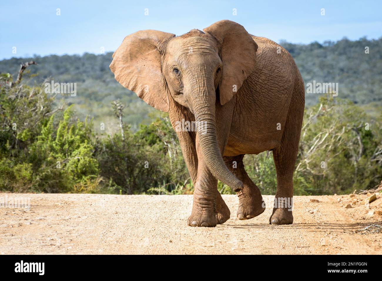 Éléphant adulte affichant un avertissement avec des oreilles qui s'écassent Banque D'Images