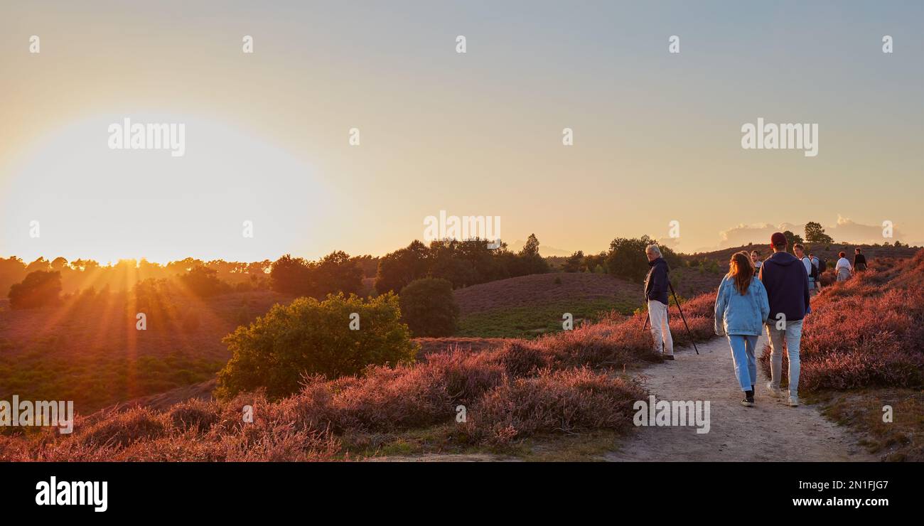 Rheden, pays-Bas - 24 août 2020: Visiteurs du parc national Veluwezoom profitant du coucher de soleil sur les collines Posbank avec la lande pourpre en fleur Banque D'Images