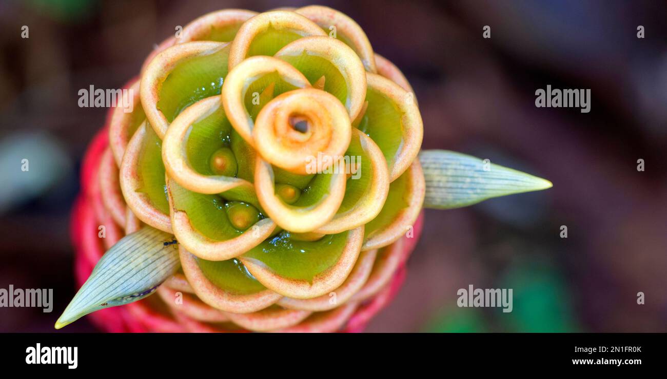 Shampooing Ginger, Zingiber zerumbet, Forêt tropicale, Costa Rica, Amérique Banque D'Images