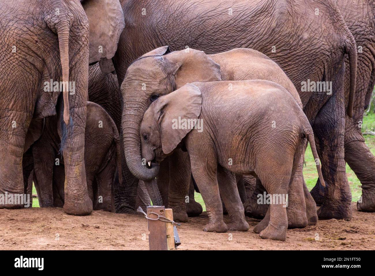 Éléphants juvéniles affichant de l'affection Banque D'Images