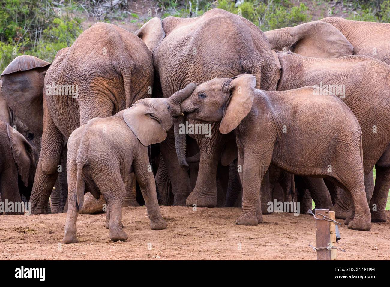 Bébés éléphants jouant Banque D'Images