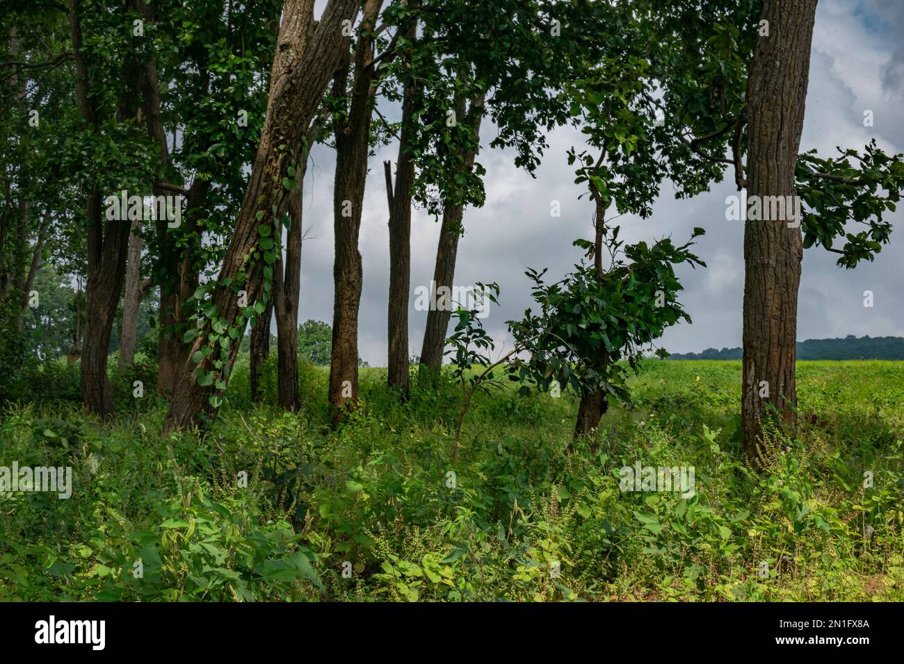 De grands arbres à côté d'un pré près de ghagri chutes jharkhand Banque D'Images