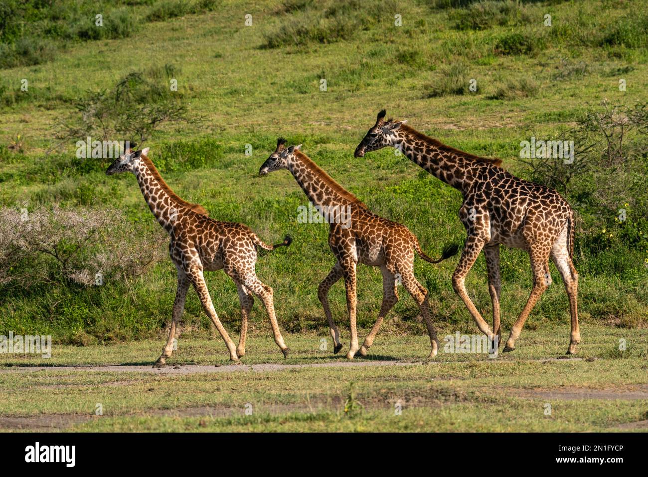Masai girafes (Giraffa camelopardalis tippelskirchi), zone de conservation du Ndutu, Serengeti, Tanzanie, Afrique de l'est, Afrique Banque D'Images