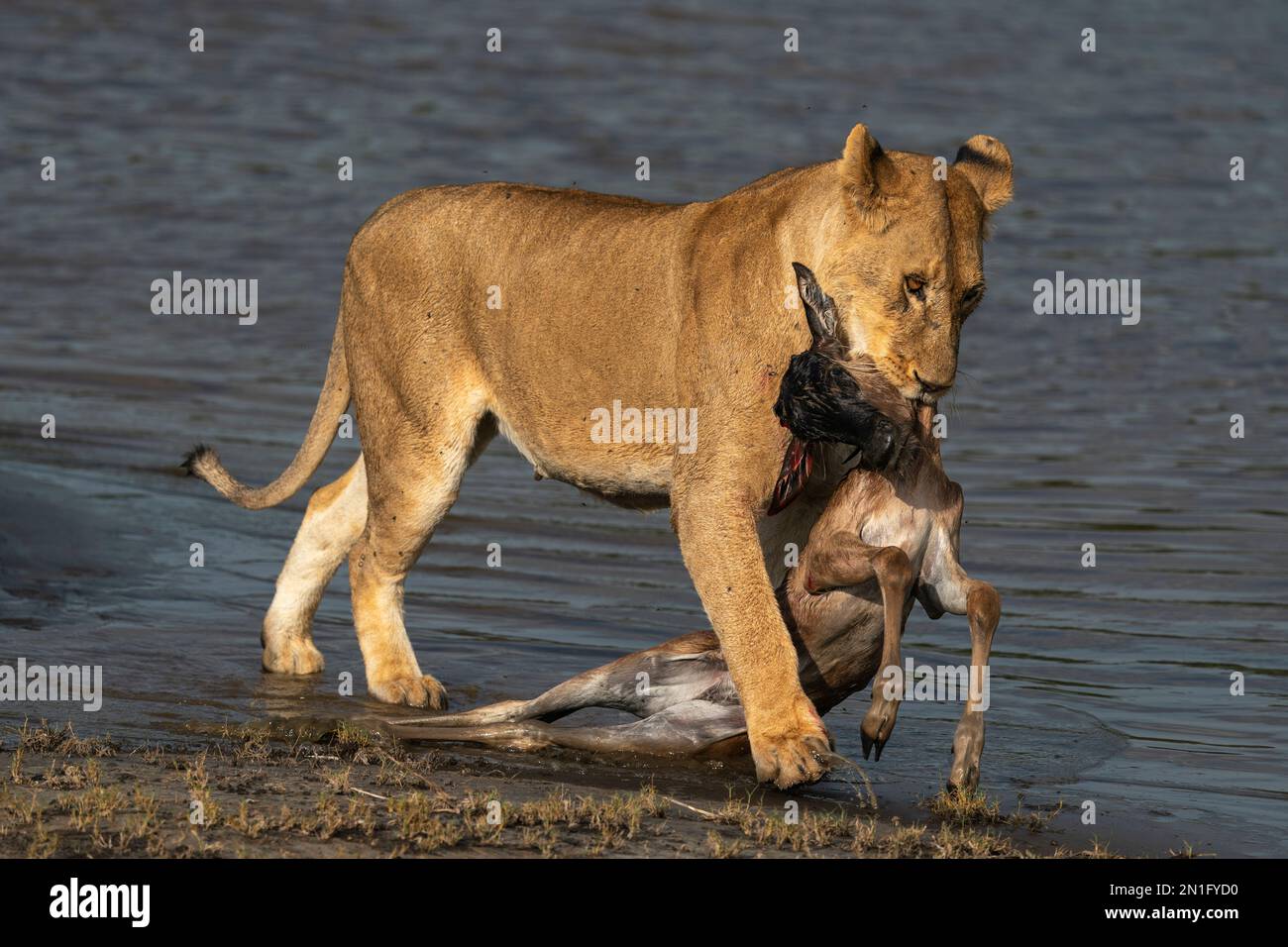 Une lioness (Panthera leo) apporte au bord du lac un veau d'impala fraichement chassé, Serengeti, Tanzanie, Afrique de l'est, Afrique Banque D'Images