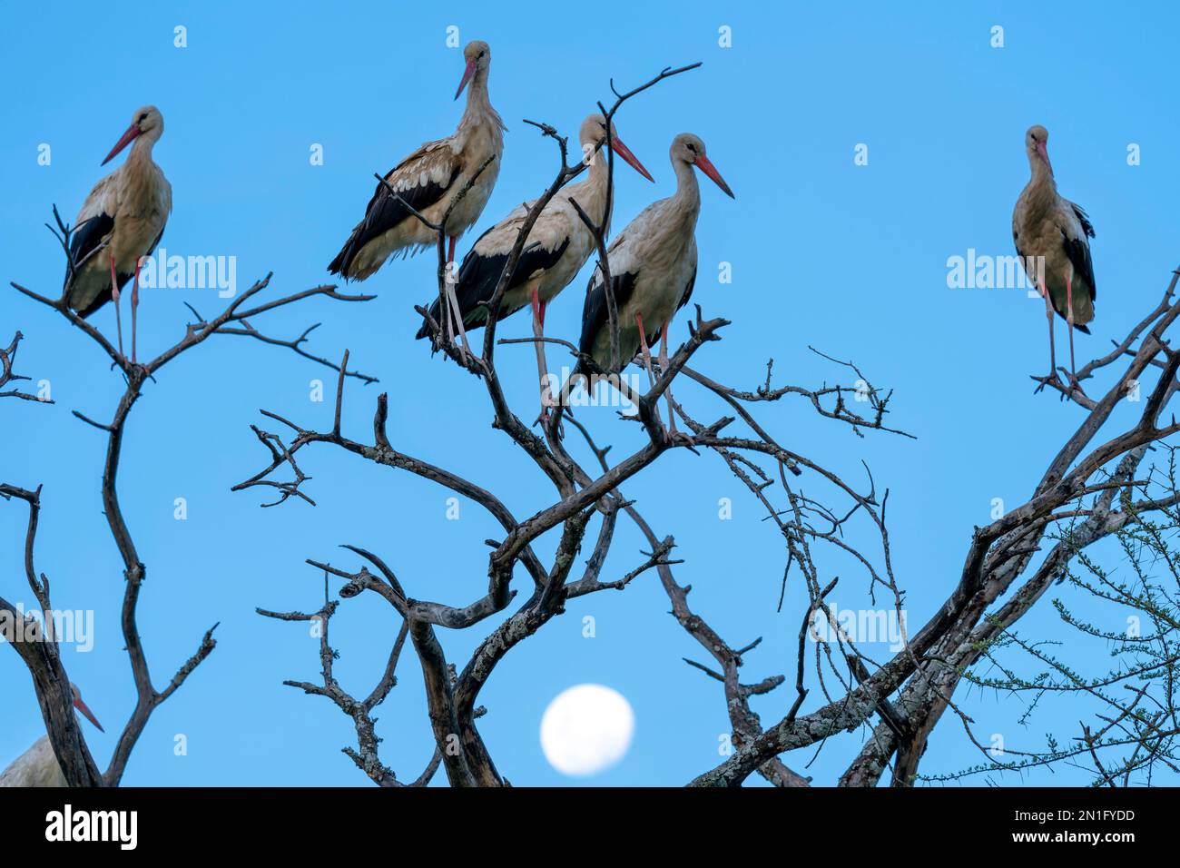 Ciconies blanches (Ciconia ciconia) perçant sur un arbre avec la lune en arrière-plan, zone de conservation de Ndutu, Serengeti, Tanzanie, Afrique de l'est, Afrique Banque D'Images