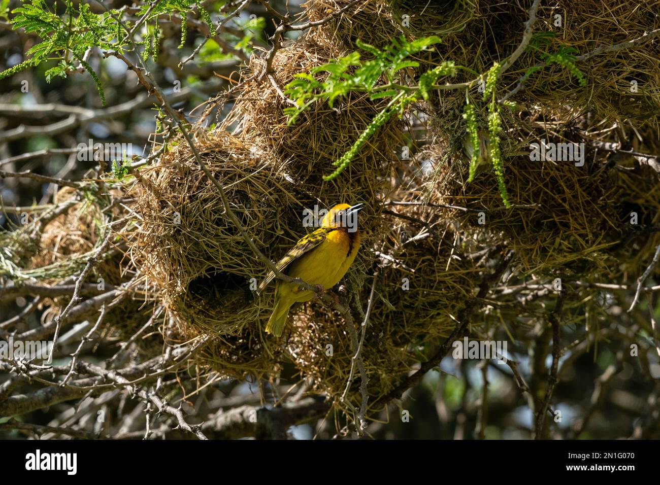 Speke's Weaver (Ploceus spekei) nichant dans un acacia, aire de conservation de Ndutu, Serengeti, Tanzanie, Afrique de l'est, Afrique Banque D'Images