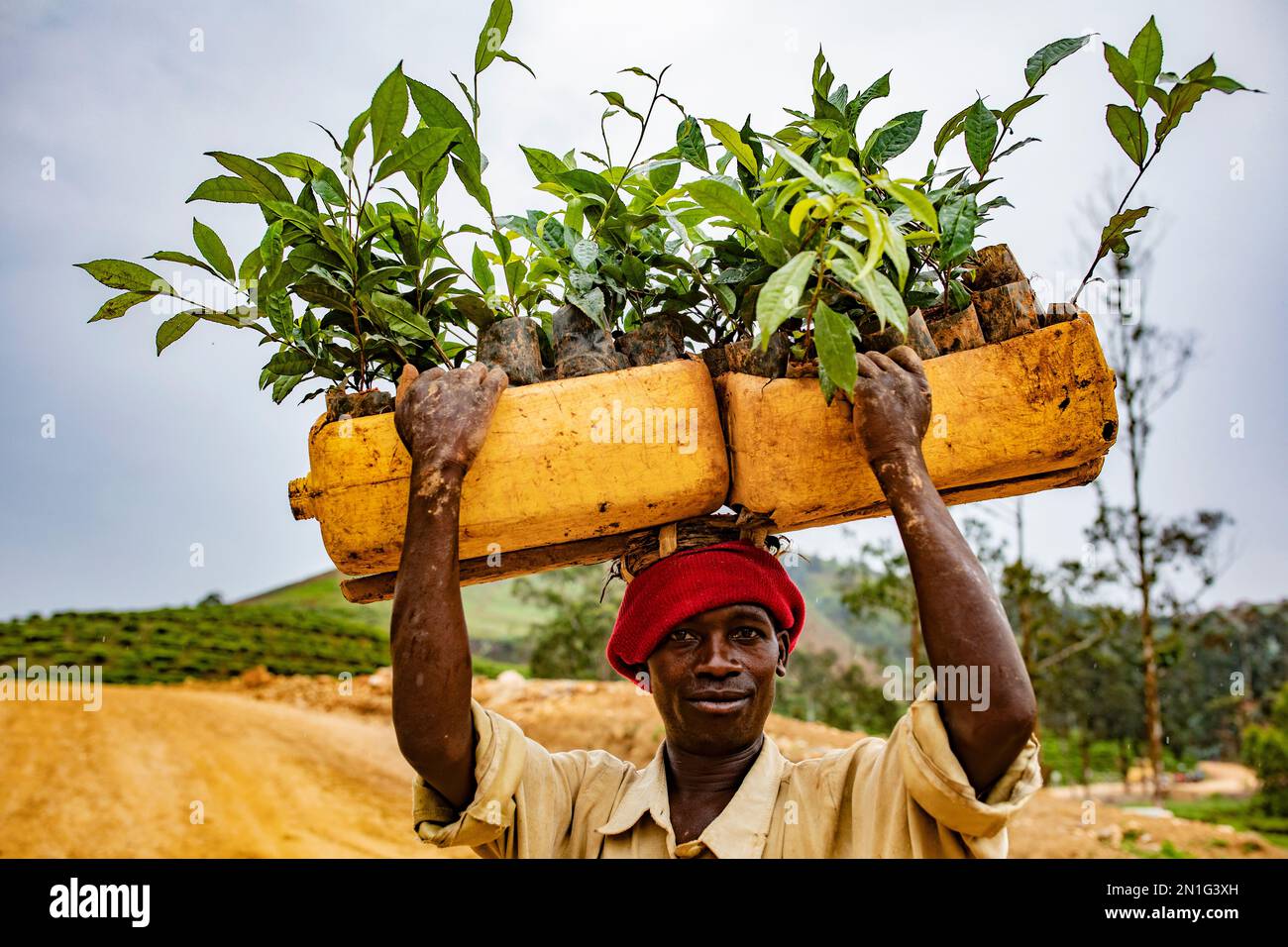 Cueilleur portant des jeunes arbres à thé sur sa tête dans l'ouest du Rwanda, en Afrique Banque D'Images
