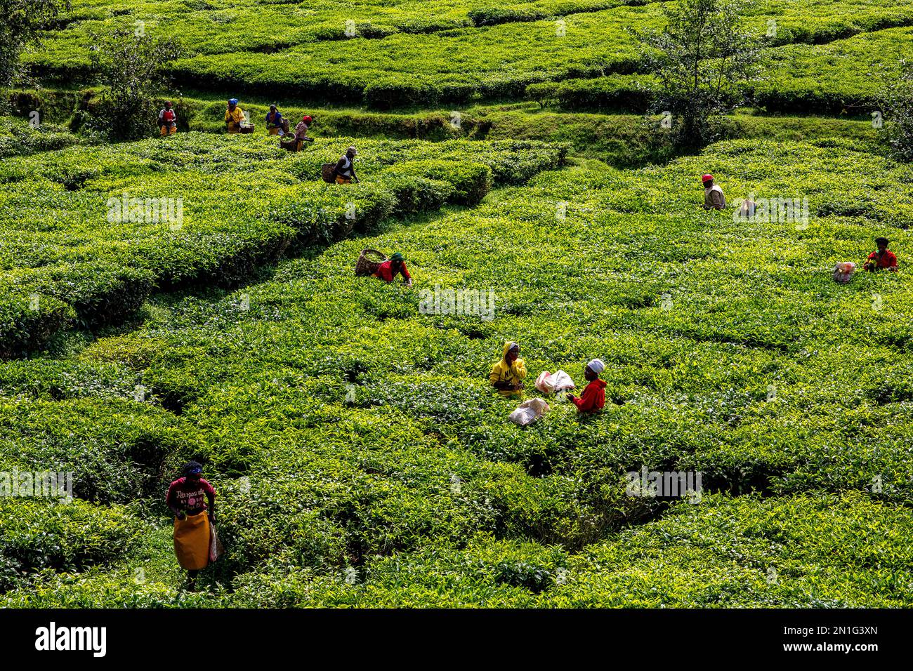 Les femmes cueillant du thé dans une plantation de thé dans le nord du Rwanda, en Afrique Banque D'Images