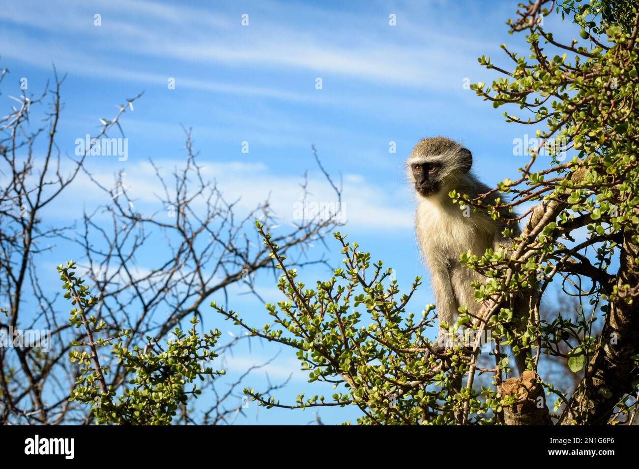 Portrait du singe Vervet dans son habitat naturel Banque D'Images
