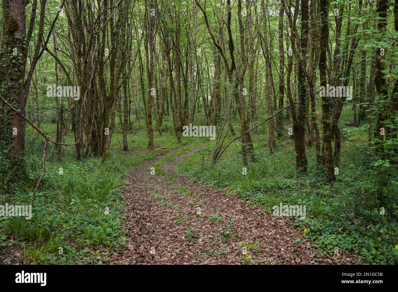 Sentier, à travers la forêt verdoyante de feuillus avec sous-étage vert en France. Banque D'Images