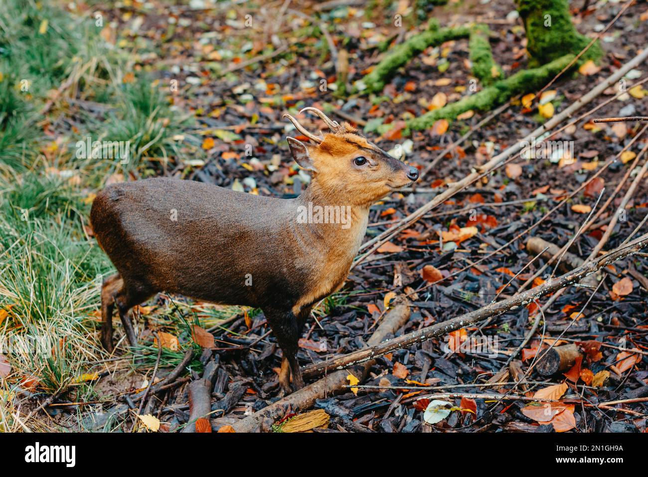 La plus petite espèce de cerf au monde. Portrait en format paysage d'un Pudu, le plus petit cerf au monde. Pudu Sud avec de petites cornes est Banque D'Images