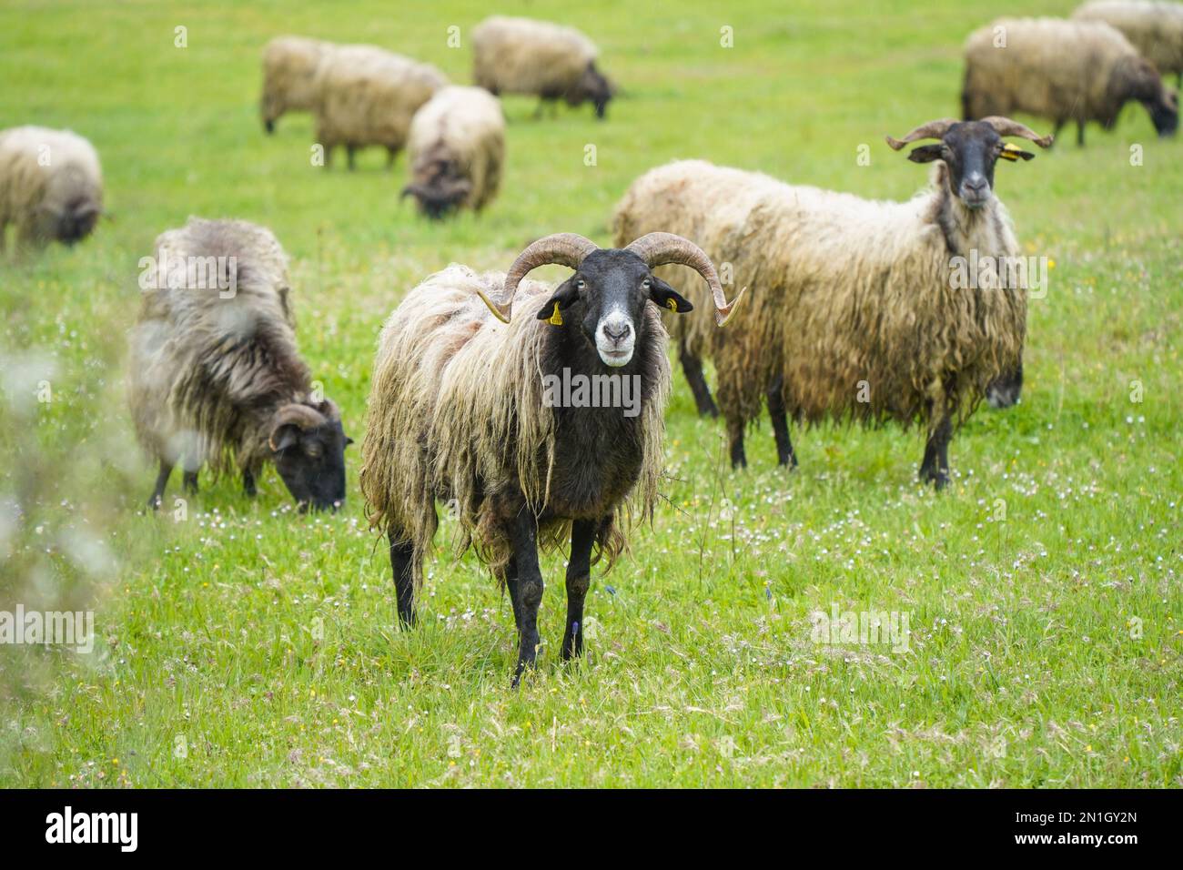 Troupeau de brebis latxa, brebis domestique originaire du pays Basque dans un champ de pâturage près de Pampelune, Navarre, Espagne. Banque D'Images