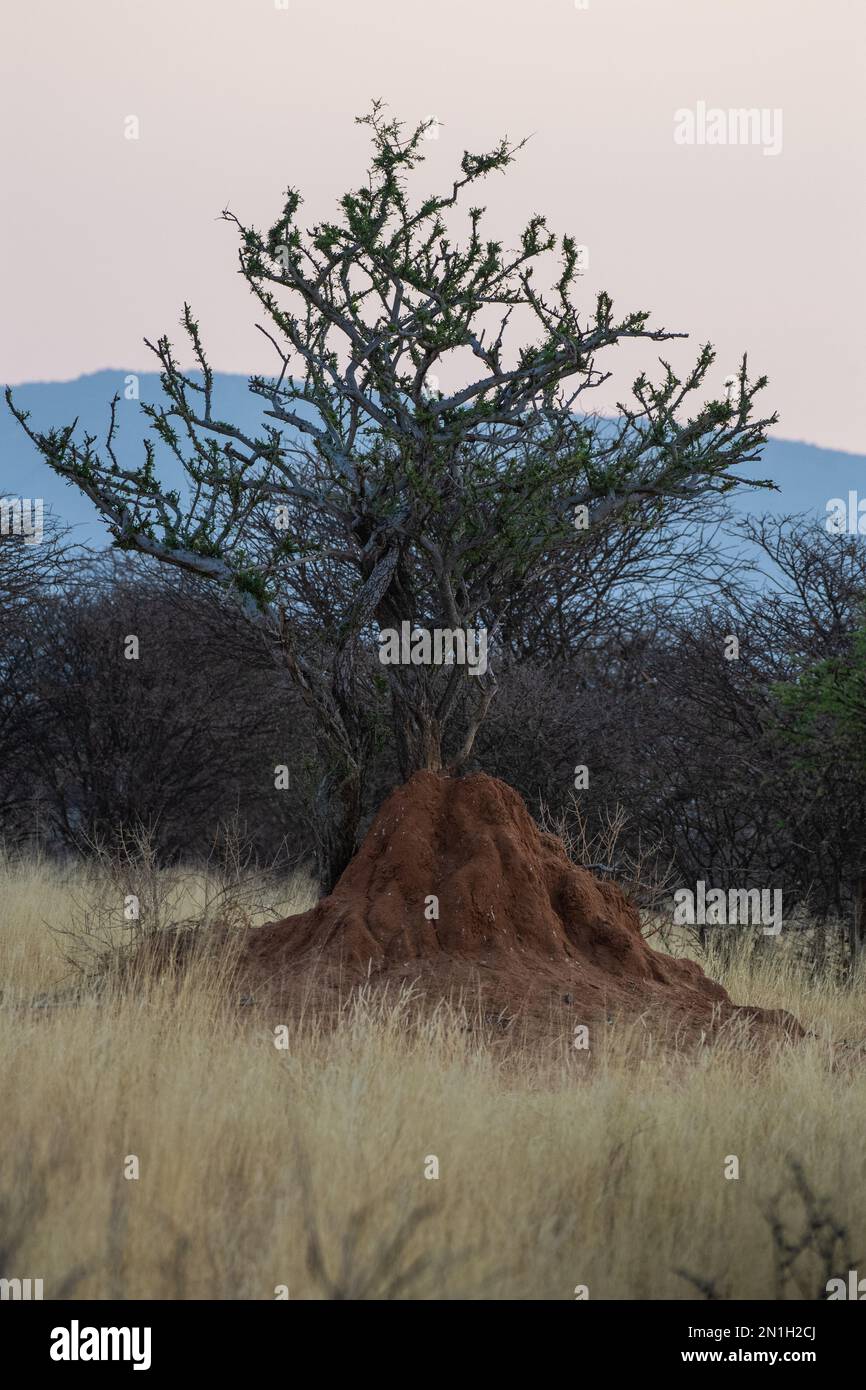 Nid de termite géante, Macrotermes michaelseni, Termitidae, Namibie, Afriica. Banque D'Images