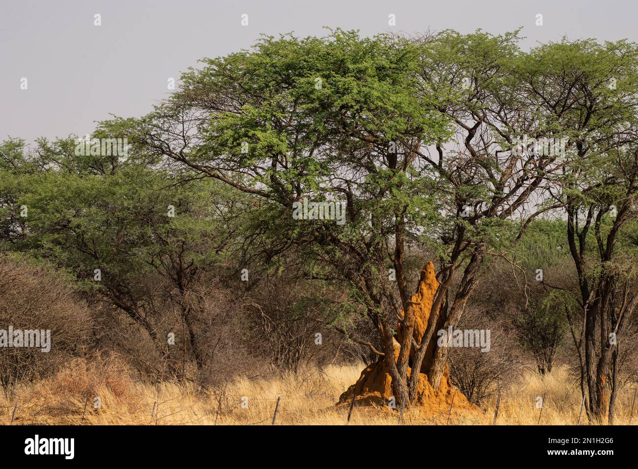 Nid de termite géante, Macrotermes michaelseni, Termitidae, Namibie, Afriica. Banque D'Images