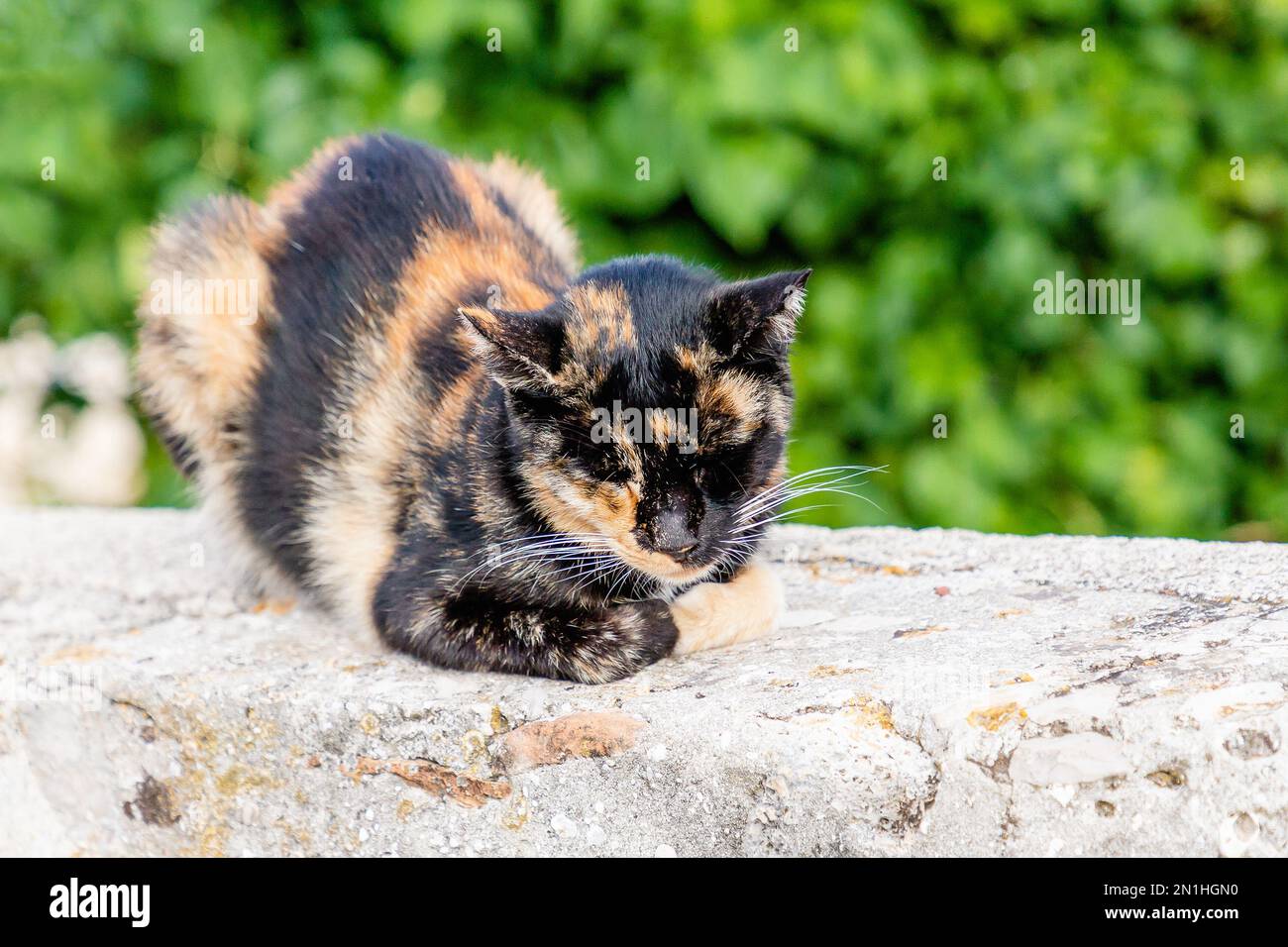 Un chat rouge au gingembre tortoiseshell dort sur un fond vert, un espace de concope. Dubrovnik, Croatie Banque D'Images
