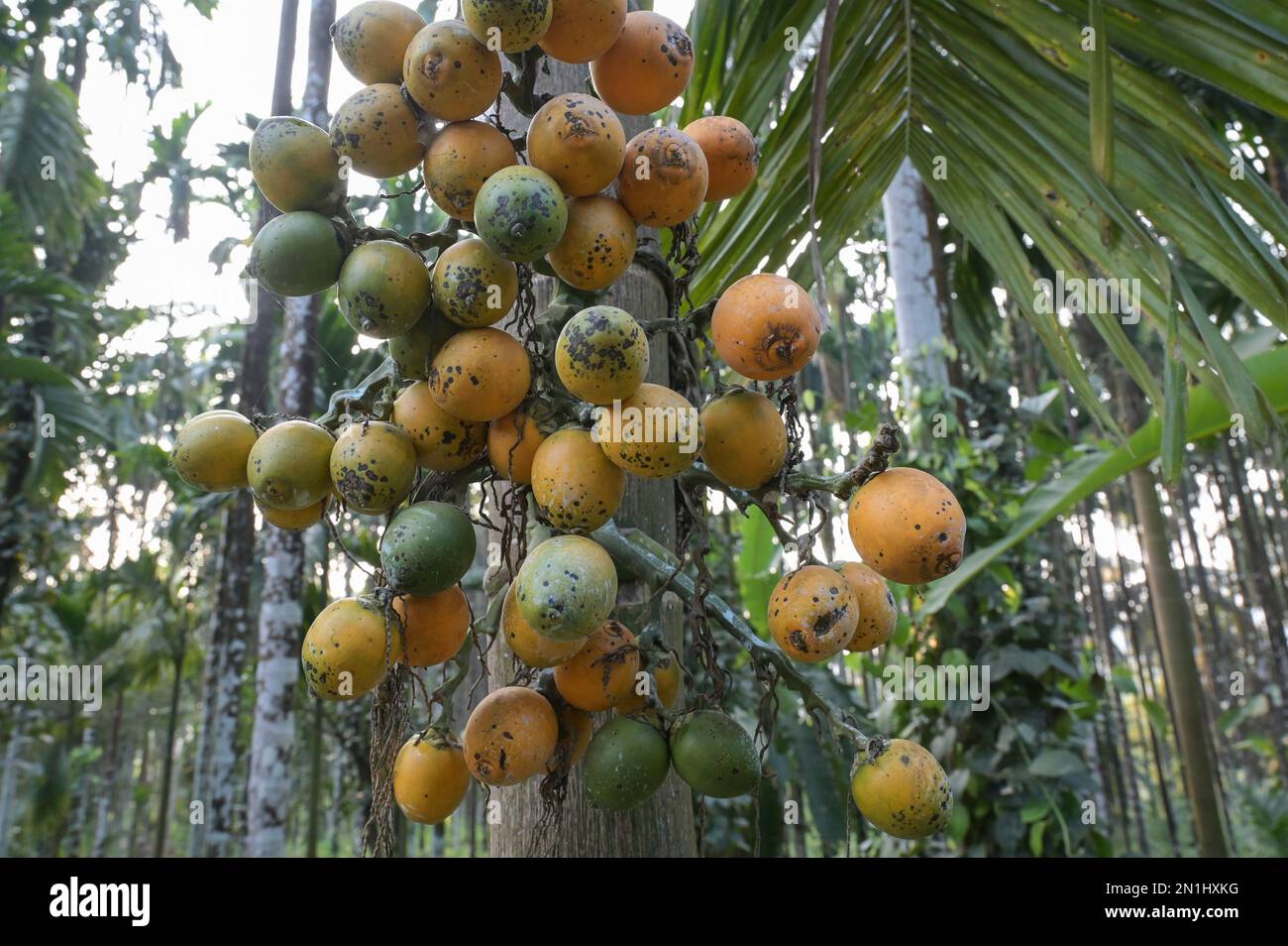 INDE, Karnataka, Mudbidri, noix de bétel ou plantation de noix d'arec, le bételnut est le fruit du palmier d'arec, il est utilisé comme médicament à mâcher avec le poivre de bétel et d'autres ingrédients, l'arec contient des alcaloïdes, la consommation d'arec a de nombreux effets nocifs sur la santé et est cancérogène pour les humains Banque D'Images