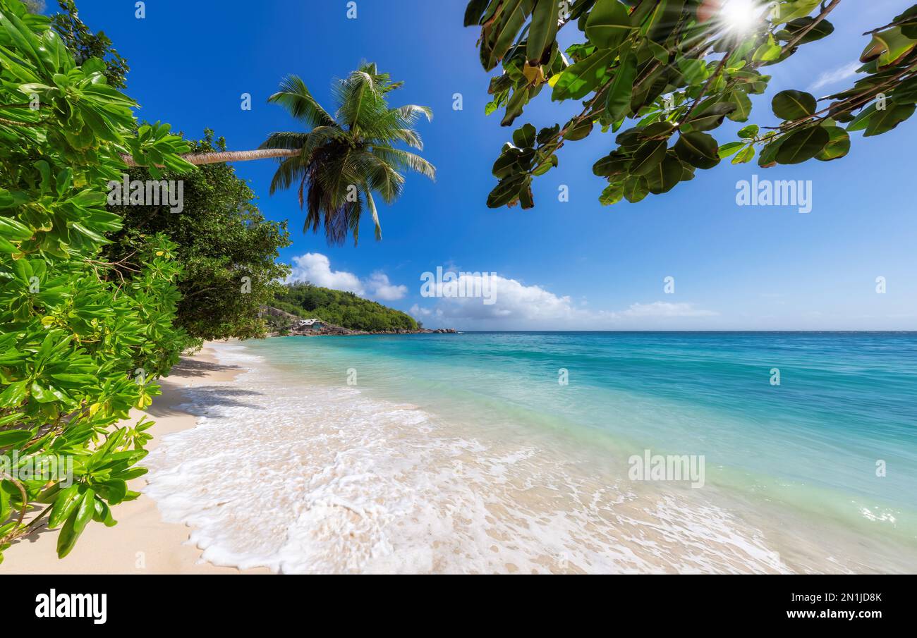 Plage tropicale ensoleillée et cocotiers sur sable blanc dans l'île des Seychelles. Banque D'Images