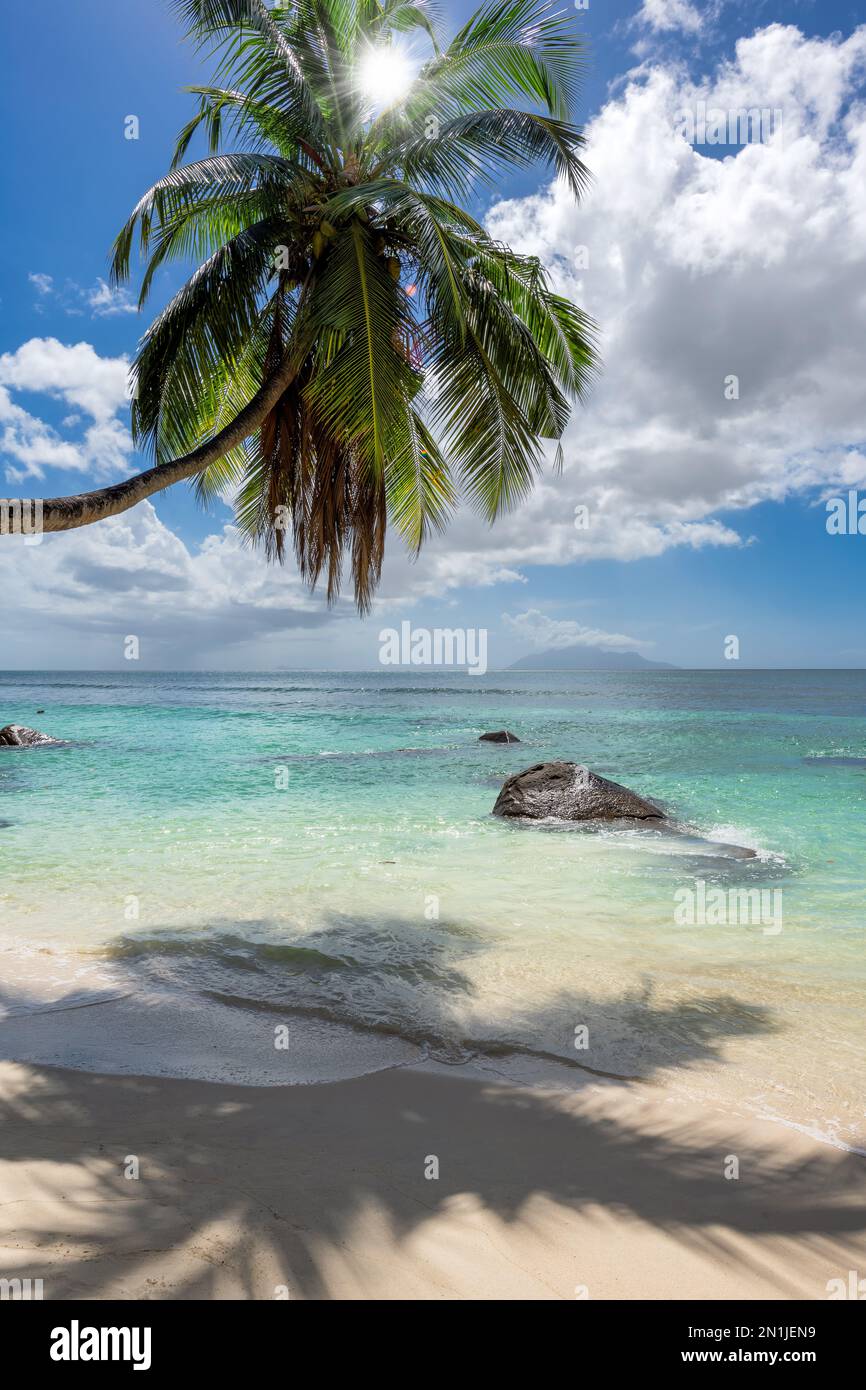 Cococotiers dans la plage tropicale Sunny Banque D'Images