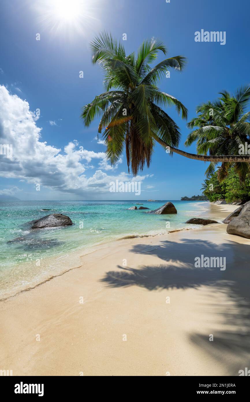 Palmier dans la plage tropicale Sunny avec sable blanc et océan Banque D'Images