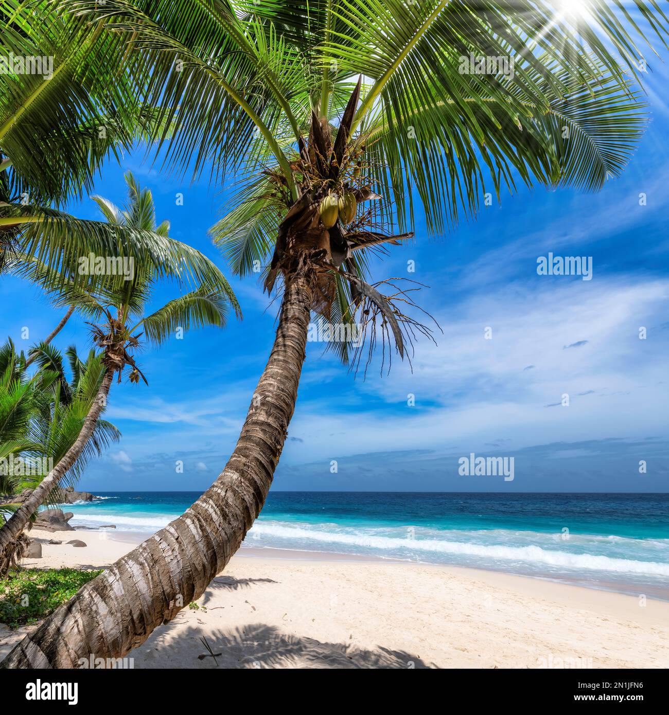 Palmiers sur une plage tropicale ensoleillée dans l'île des Caraïbes. Banque D'Images