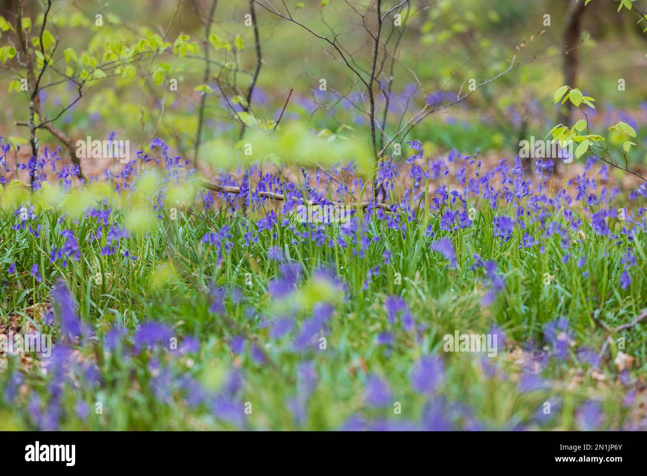 Bluebells à woodland Banque D'Images