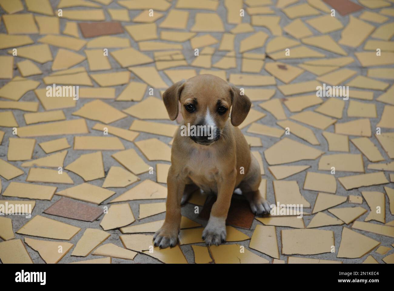 Le petit chien regarde attentivement avec une grande curiosité Banque D'Images