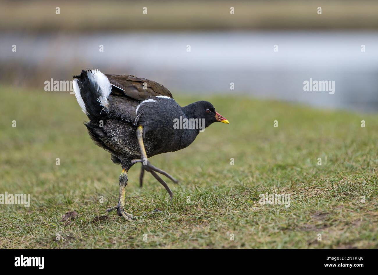 Gros plan de la moorhen (Gallinula chloropus) en course, Bushy Park, Londres, Angleterre, Royaume-Uni Banque D'Images