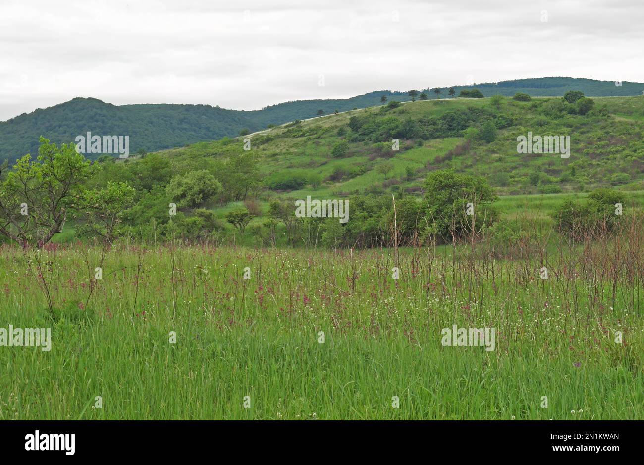 Collines mixtes de Meadowland, de broussailles et de forêts collines de Zemplen, Hongrie Mai Banque D'Images