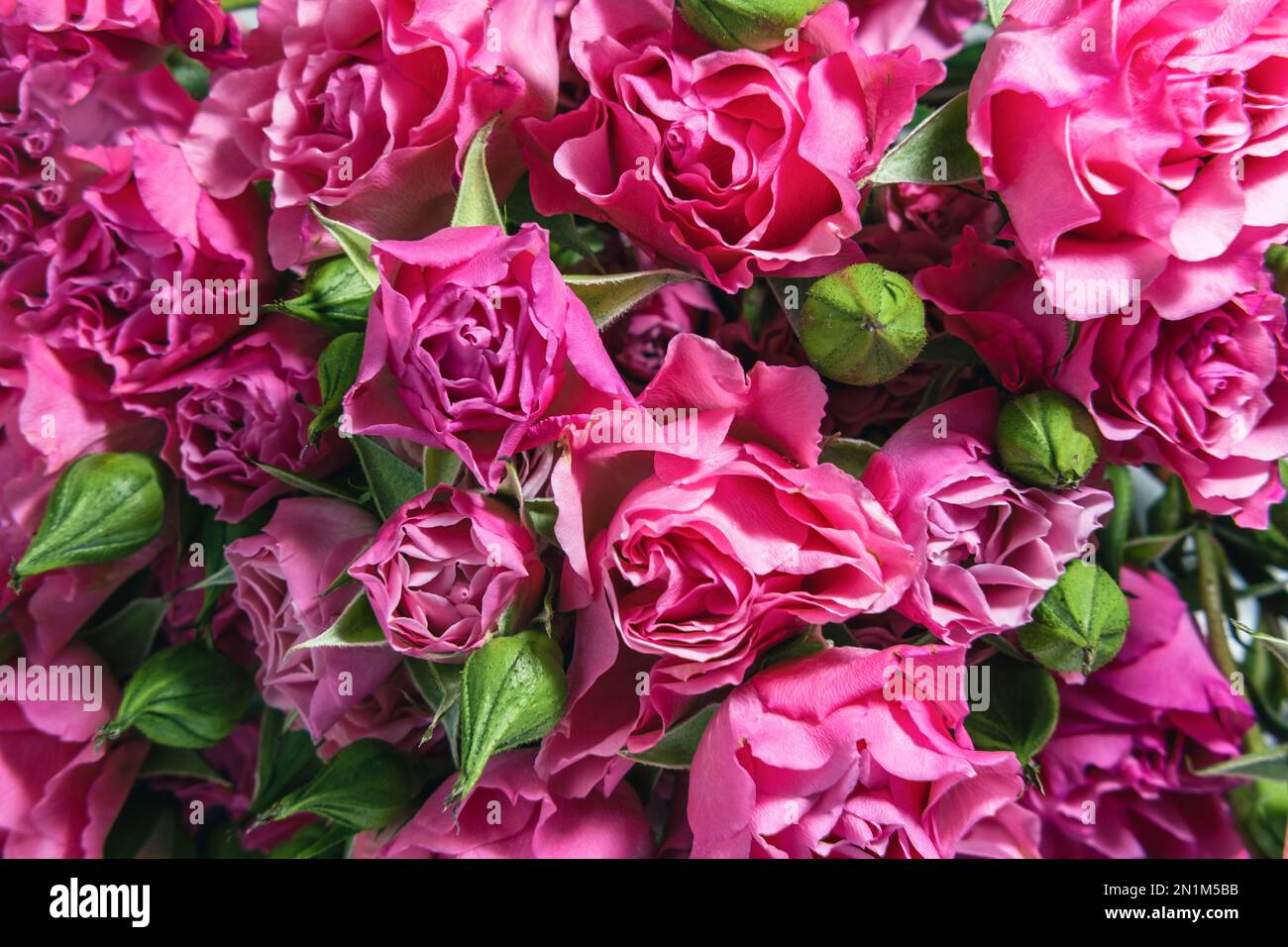 Journée internationale de la femme. Arrière-plan, prospectus, belle carte pour 8 mars, bannière ou cadre de bienvenue, arrière-plan pour la Saint-Valentin. Fleurs roses Banque D'Images